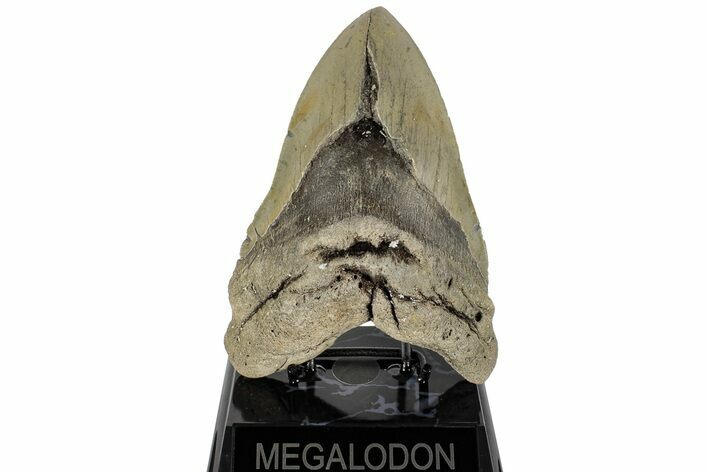 Huge, 5.97" Fossil Megalodon Tooth - North Carolina